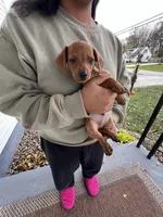 Blaze Take Me Home Today!, a male Miniature Dachshund for sale in Mansfield, OH – Photo 1 of 6