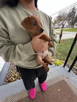 Blaze Take Me Home Today!, a male Miniature Dachshund for sale in Mansfield, OH – Photo 6 of 6
