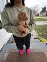 Blaze Take Me Home Today!, a male Miniature Dachshund for sale in Mansfield, OH – Photo 2 of 6