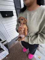 Blaze Take Me Home Today!, a male Miniature Dachshund for sale in Mansfield, OH – Photo 3 of 6