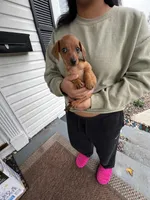 Blaze Take Me Home Today!, a male Miniature Dachshund for sale in Mansfield, OH – Photo 4 of 6