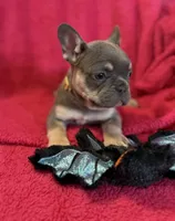 Lollipop Take Me Home!, a female French Bulldog for sale in Mansfield, OH – 4 of 6