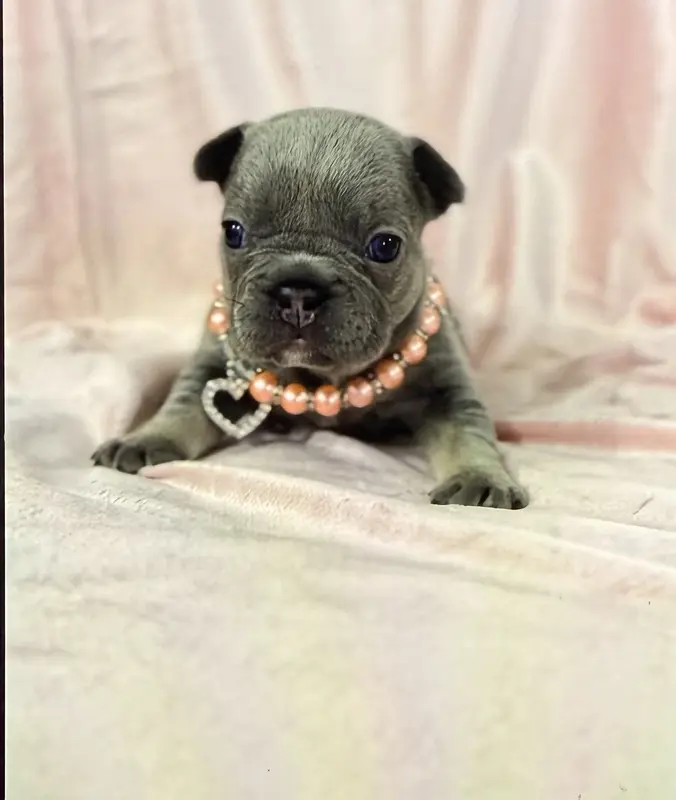 Girl 2 Ohio House of Frenchies