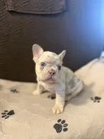 Chance , a male French Bulldog for sale in Mansfield, OH – 2 of 6