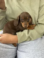 Miss Chocolate Take Me Home!, a female Miniature Dachshund for sale in Mansfield, OH – Photo 2 of 10