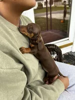 Miss Chocolate Take Me Home!, a female Miniature Dachshund for sale in Mansfield, OH – Photo 4 of 10