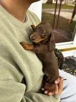 Miss Chocolate Take Me Home!, a female Miniature Dachshund for sale in Mansfield, OH – Photo 9 of 10