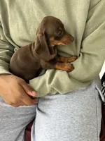 Miss Chocolate Take Me Home!, a female Miniature Dachshund for sale in Mansfield, OH – Photo 10 of 10