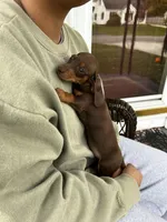 Miss Chocolate Take Me Home!, a female Miniature Dachshund for sale in Mansfield, OH – Photo 3 of 10