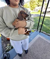 Millie Pick Me!, a female Miniature Dachshund for sale in Mansfield, OH – Photo 5 of 8