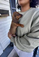 Millie Pick Me!, a female Miniature Dachshund for sale in Mansfield, OH – Photo 4 of 8