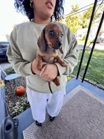 Millie Pick Me!, a female Miniature Dachshund for sale in Mansfield, OH – Photo 8 of 8