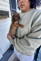 Millie Pick Me!, a female Miniature Dachshund for sale in Mansfield, OH – Photo 3 of 8