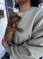 Millie Pick Me!, a female Miniature Dachshund for sale in Mansfield, OH – Photo 1 of 8