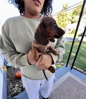 Millie Pick Me!, a female Miniature Dachshund for sale in Mansfield, OH – Photo 7 of 8