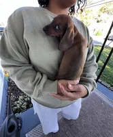 Millie Pick Me!, a female Miniature Dachshund for sale in Mansfield, OH – Photo 6 of 8