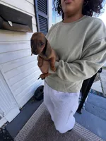 Millie Pick Me!, a female Miniature Dachshund for sale in Mansfield, OH – Photo 2 of 8