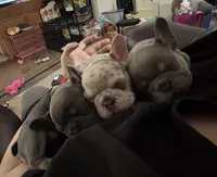 Jagger Take Me Home!, a male French Bulldog for sale in Mansfield, OH – Photo 8 of 8