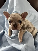 Jagger Take Me Home!, a male French Bulldog for sale in Mansfield, OH – Photo 1 of 8