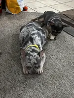 Jagger Take Me Home!, a male French Bulldog for sale in Mansfield, OH – Photo 7 of 8