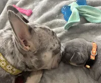 Jagger Take Me Home!, a male French Bulldog for sale in Mansfield, OH – Photo 4 of 8