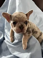 Jagger Take Me Home!, a male French Bulldog for sale in Mansfield, OH – Photo 5 of 8