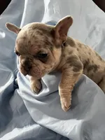 Jagger Take Me Home!, a male French Bulldog for sale in Mansfield, OH – Photo 6 of 8