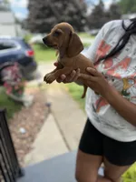 Holland, a male Miniature Dachshund for sale in Mansfield, OH – Photo 3 of 10