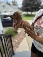Holland, a male Miniature Dachshund for sale in Mansfield, OH – Photo 1 of 10