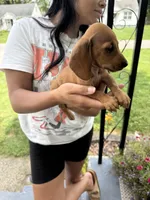 Holland, a male Miniature Dachshund for sale in Mansfield, OH – Photo 10 of 10