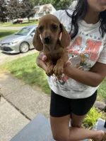 Holland, a male Miniature Dachshund for sale in Mansfield, OH – Photo 8 of 10