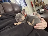 Blaze Take Me Home Today!, a male French Bulldog for sale in Mansfield, OH – Photo 3 of 8