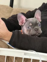Blaze Take Me Home Today!, a male French Bulldog for sale in Mansfield, OH – Photo 8 of 8