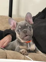 Blaze Take Me Home Today!, a male French Bulldog for sale in Mansfield, OH – Photo 7 of 8
