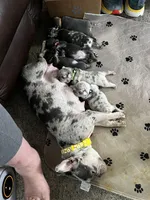 Blaze Take Me Home Today!, a male French Bulldog for sale in Mansfield, OH – Photo 6 of 8