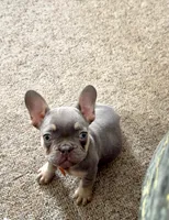 Blaze Take Me Home Today!, a male French Bulldog for sale in Mansfield, OH – Photo 4 of 8
