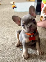 Blaze Take Me Home Today!, a male French Bulldog for sale in Mansfield, OH – Photo 2 of 8