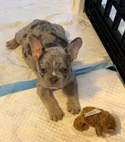Bleu Take Me Home Today! , a male French Bulldog for sale in Mansfield, OH – 3 of 4