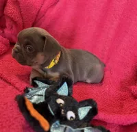 Winnie Pick Me!, a female French Bulldog for sale in Mansfield, OH – 5 of 5