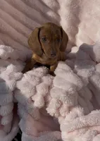 Ruby Pick Me!, a female Miniature Dachshund for sale in Mansfield, OH – Photo 2 of 5