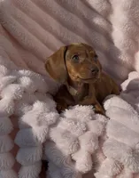 Ruby Pick Me!, a female Miniature Dachshund for sale in Mansfield, OH – Photo 4 of 5