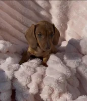 Ruby Pick Me!, a female Miniature Dachshund for sale in Mansfield, OH – Photo 3 of 5