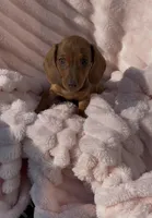 Ruby Pick Me!, a female Miniature Dachshund for sale in Mansfield, OH – Photo 5 of 5