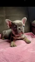 Gidget Take Me Home Today, a female French Bulldog for sale in Mansfield, OH – Photo 4 of 7