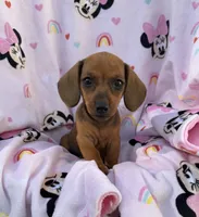 Ellie Pick Me!, a female Miniature Dachshund for sale in Mansfield, OH – Photo 1 of 8