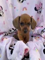 Ellie Pick Me!, a female Miniature Dachshund for sale in Mansfield, OH – Photo 4 of 8