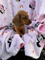 Ellie Pick Me!, a female Miniature Dachshund for sale in Mansfield, OH – Photo 5 of 8