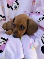 Ellie Pick Me!, a female Miniature Dachshund for sale in Mansfield, OH – Photo 2 of 8
