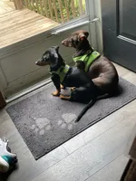 Ellie Pick Me!, a female Miniature Dachshund for sale in Mansfield, OH – Photo 8 of 8