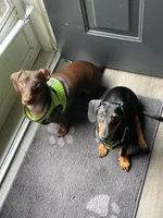 Ellie Pick Me!, a female Miniature Dachshund for sale in Mansfield, OH – Photo 6 of 8